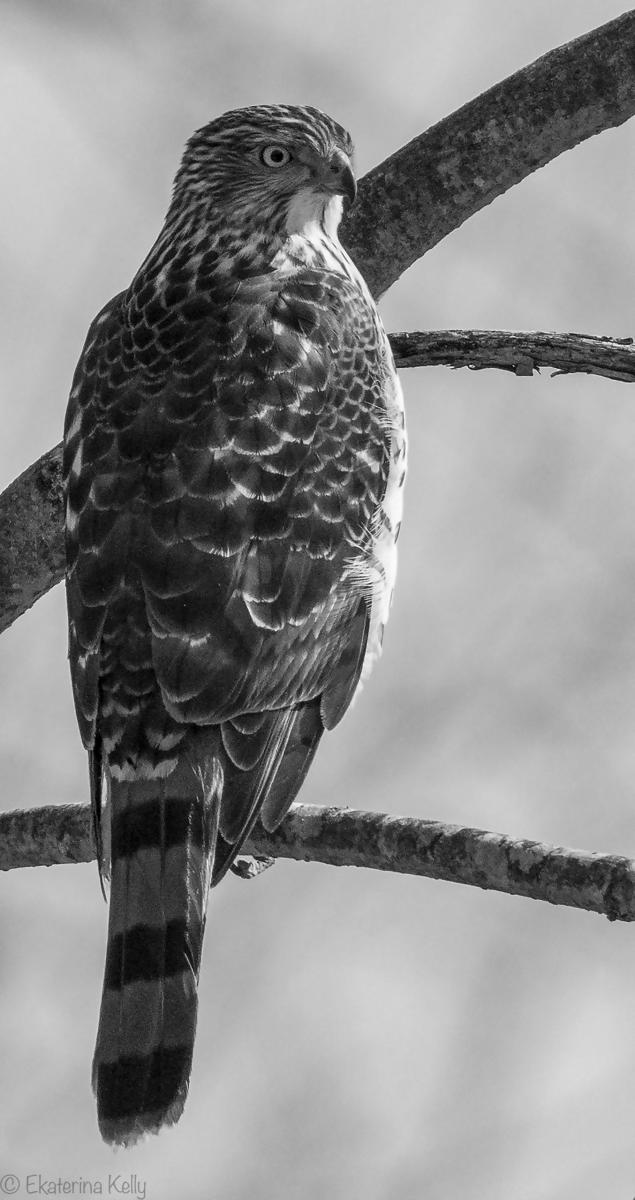 Cooper’s Hawk