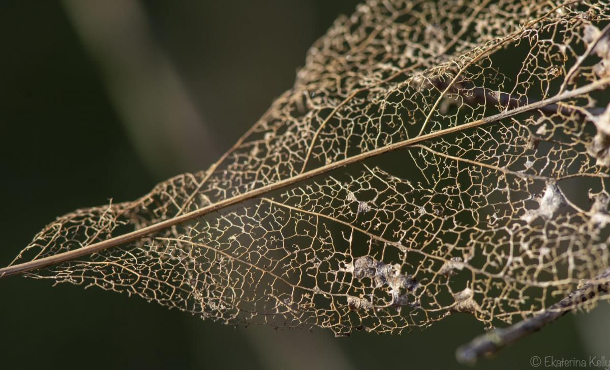 Leaf Skeleton