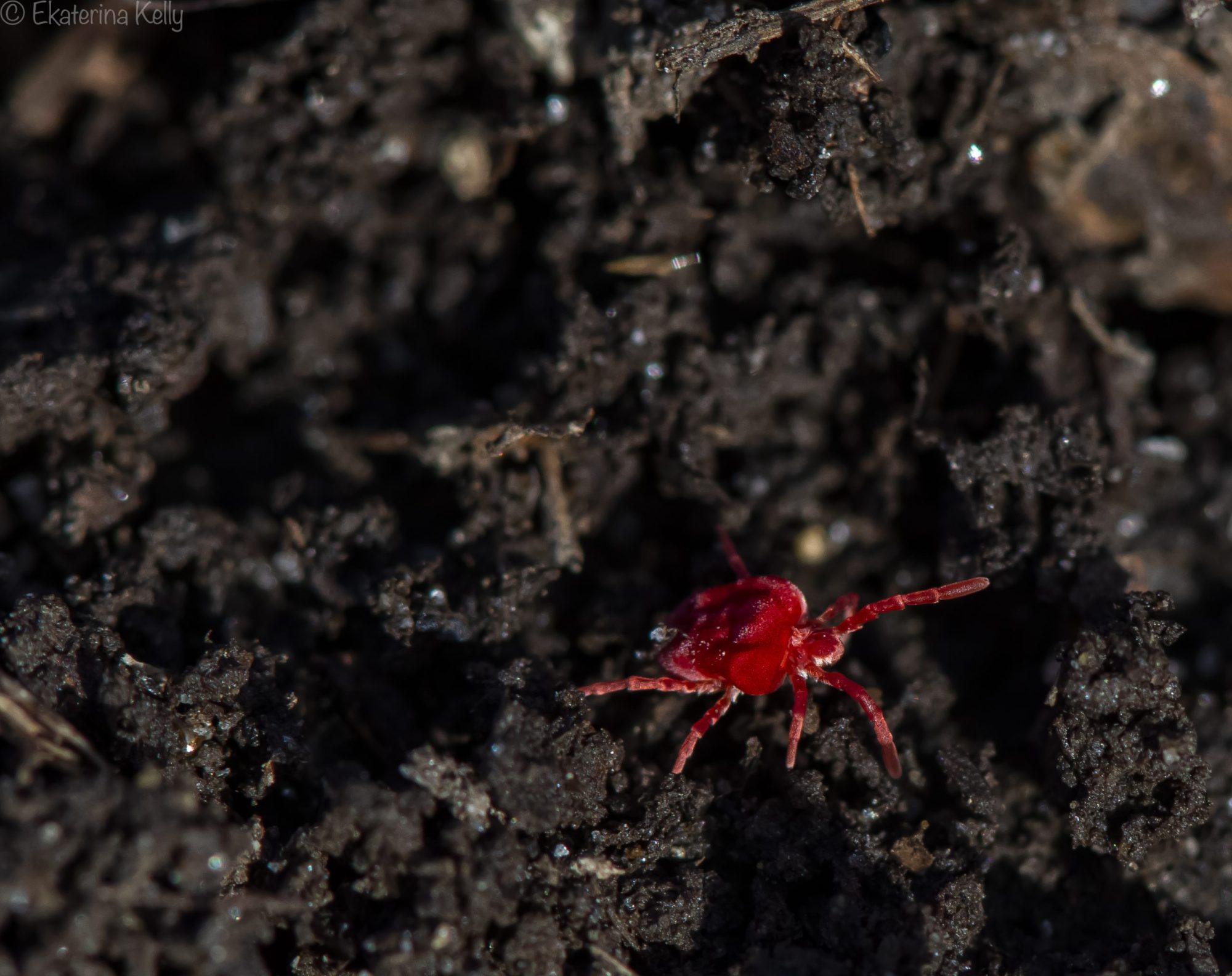 Red Velvet Mite
