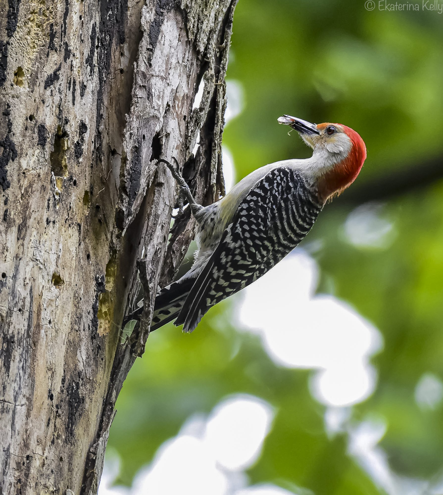 Male Red-bellied Woodpecker