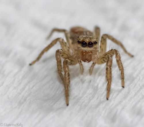 Female Dimorphic Jumping Spider