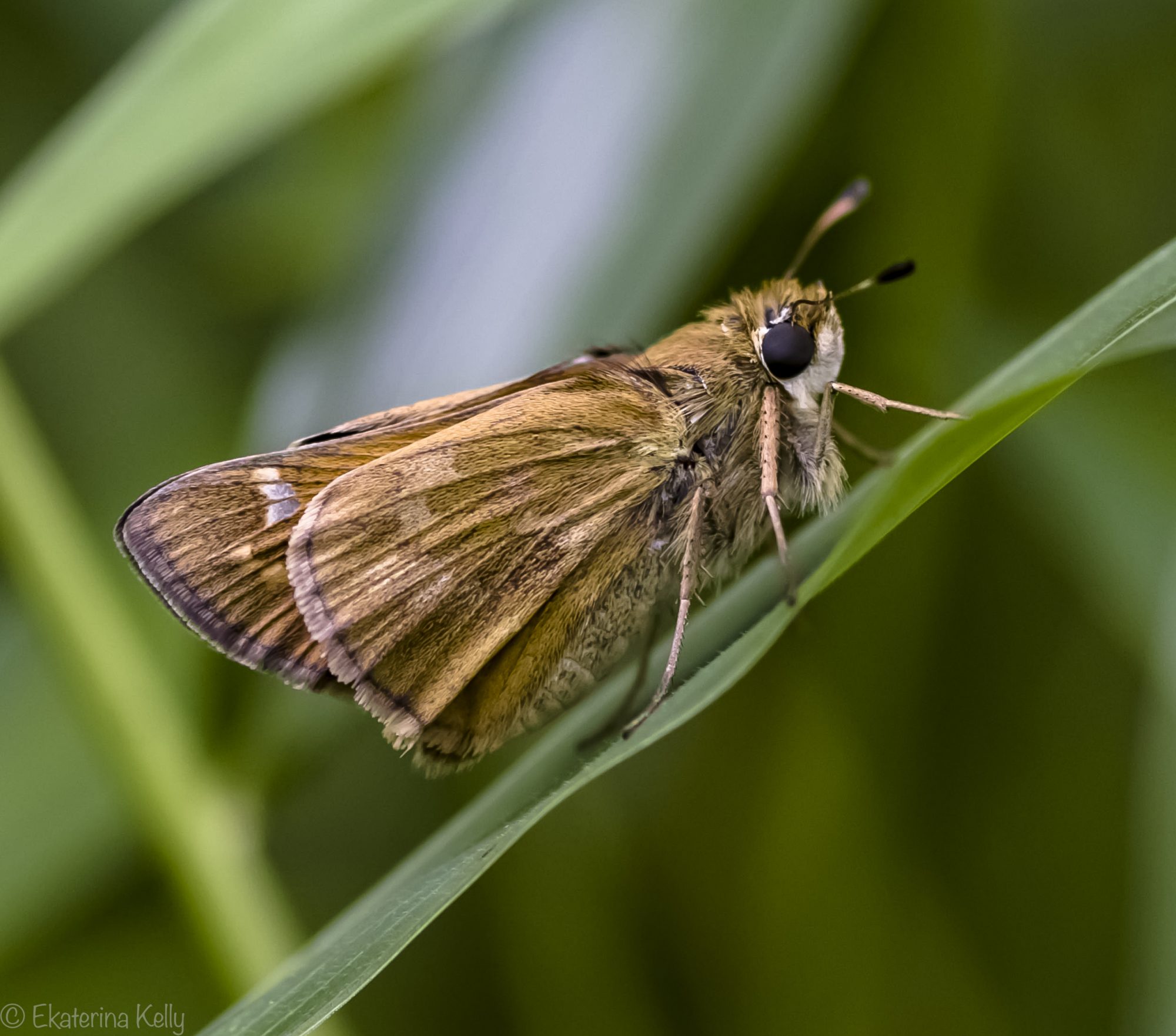 Zabulon Skipper