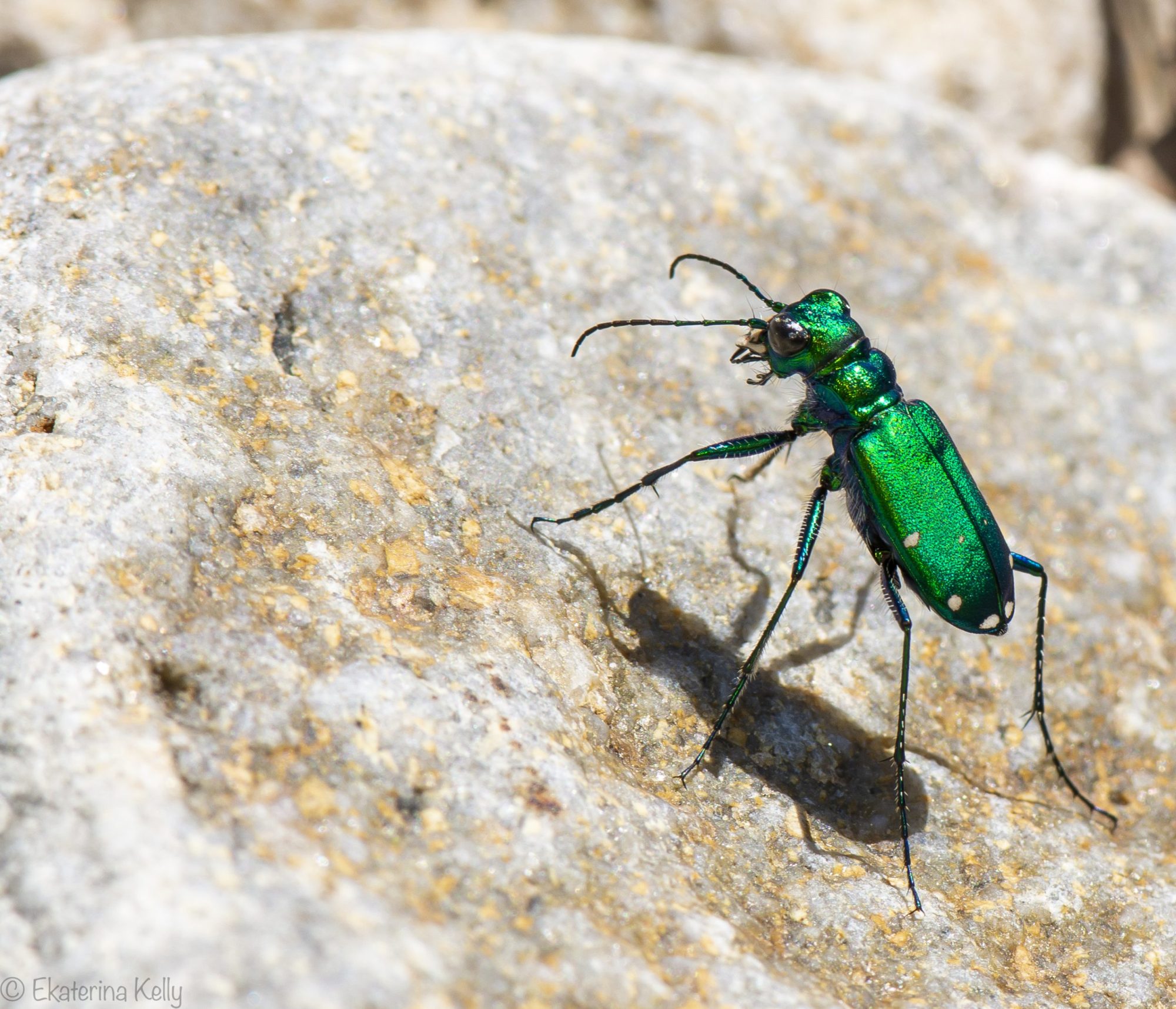 Six-spotted Tiger Beetle