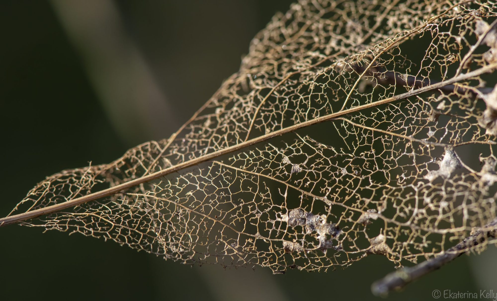 Leaf Skeleton