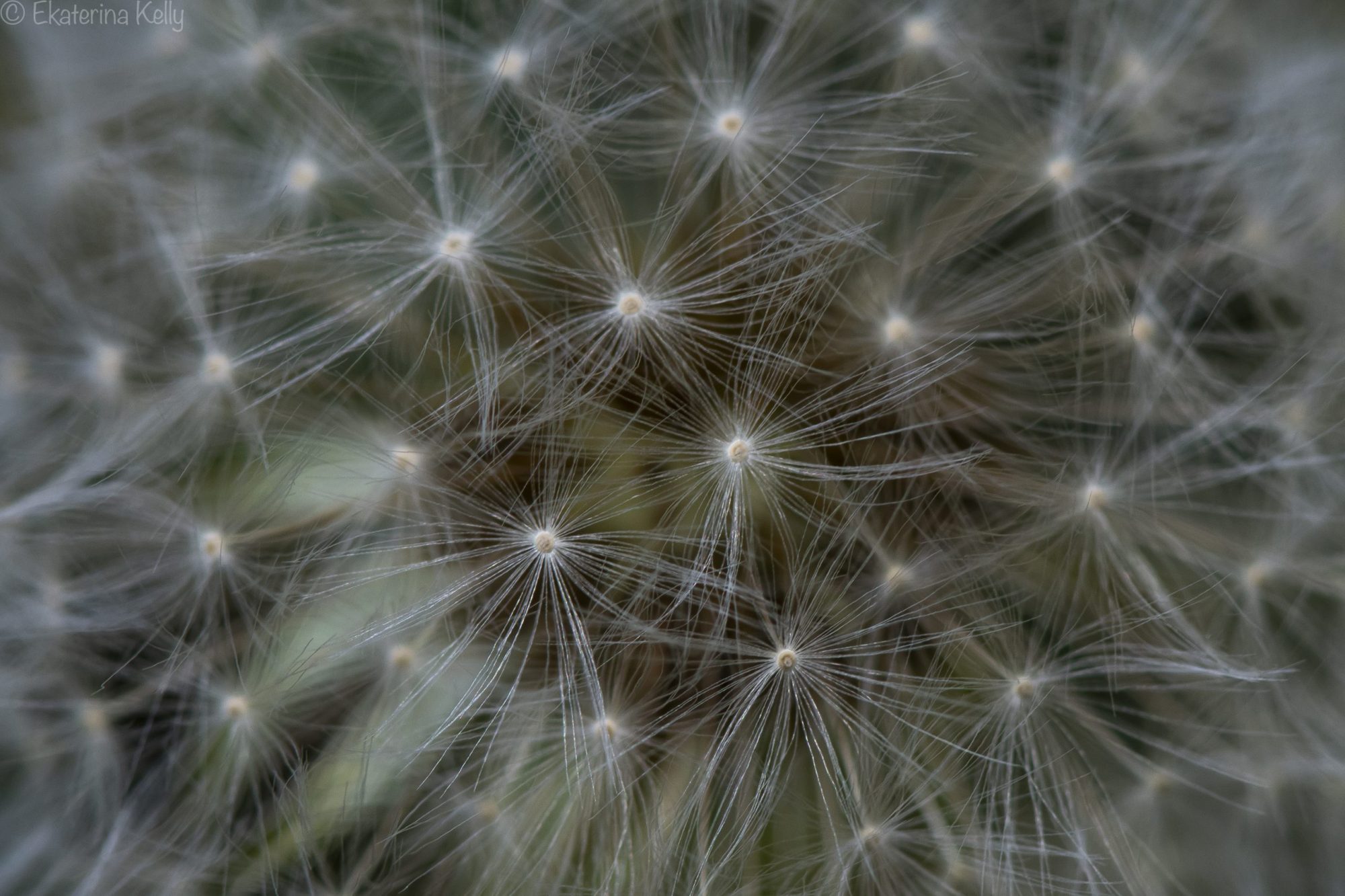 Dandelion Close-up