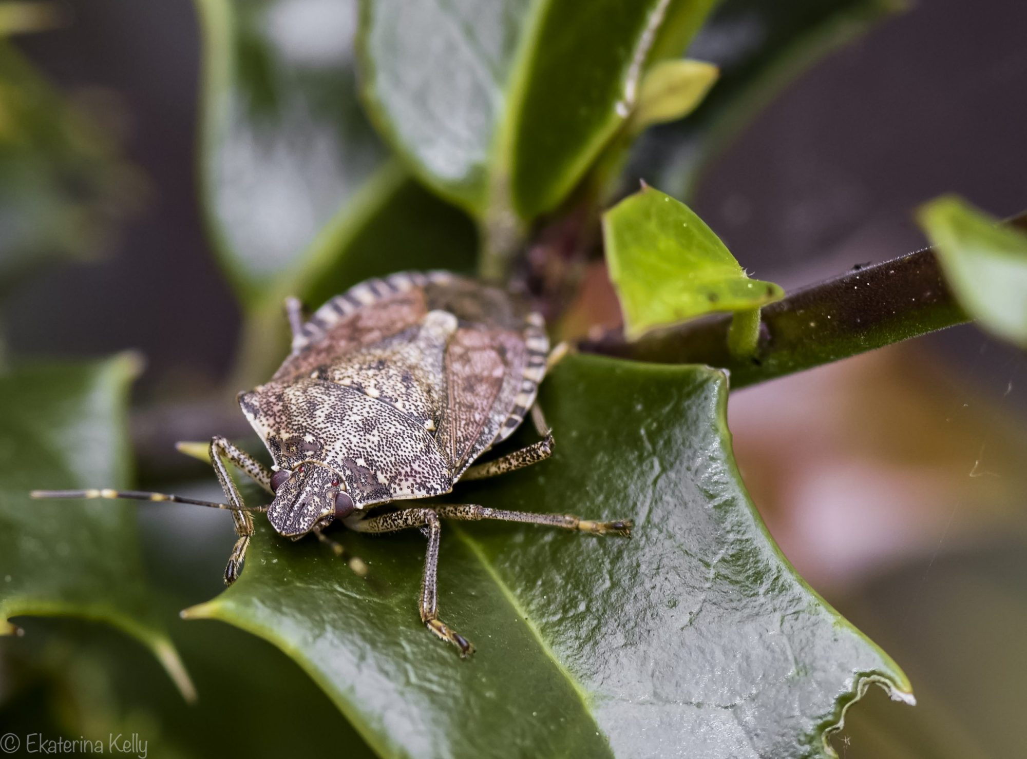 Stinkbug Portrait