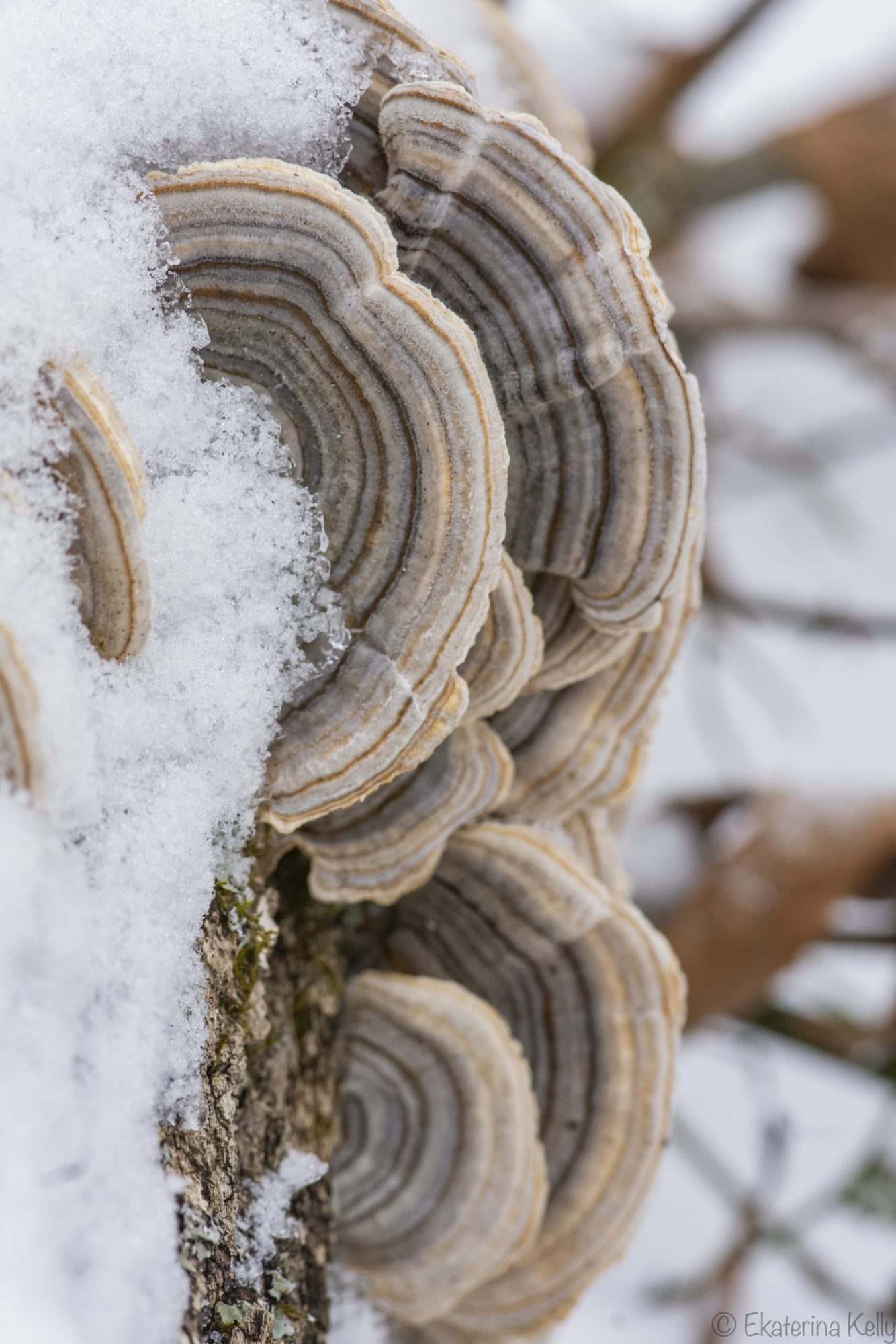 Turkey-tail Mushrooms