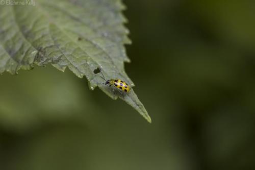 Cucumber Beetle