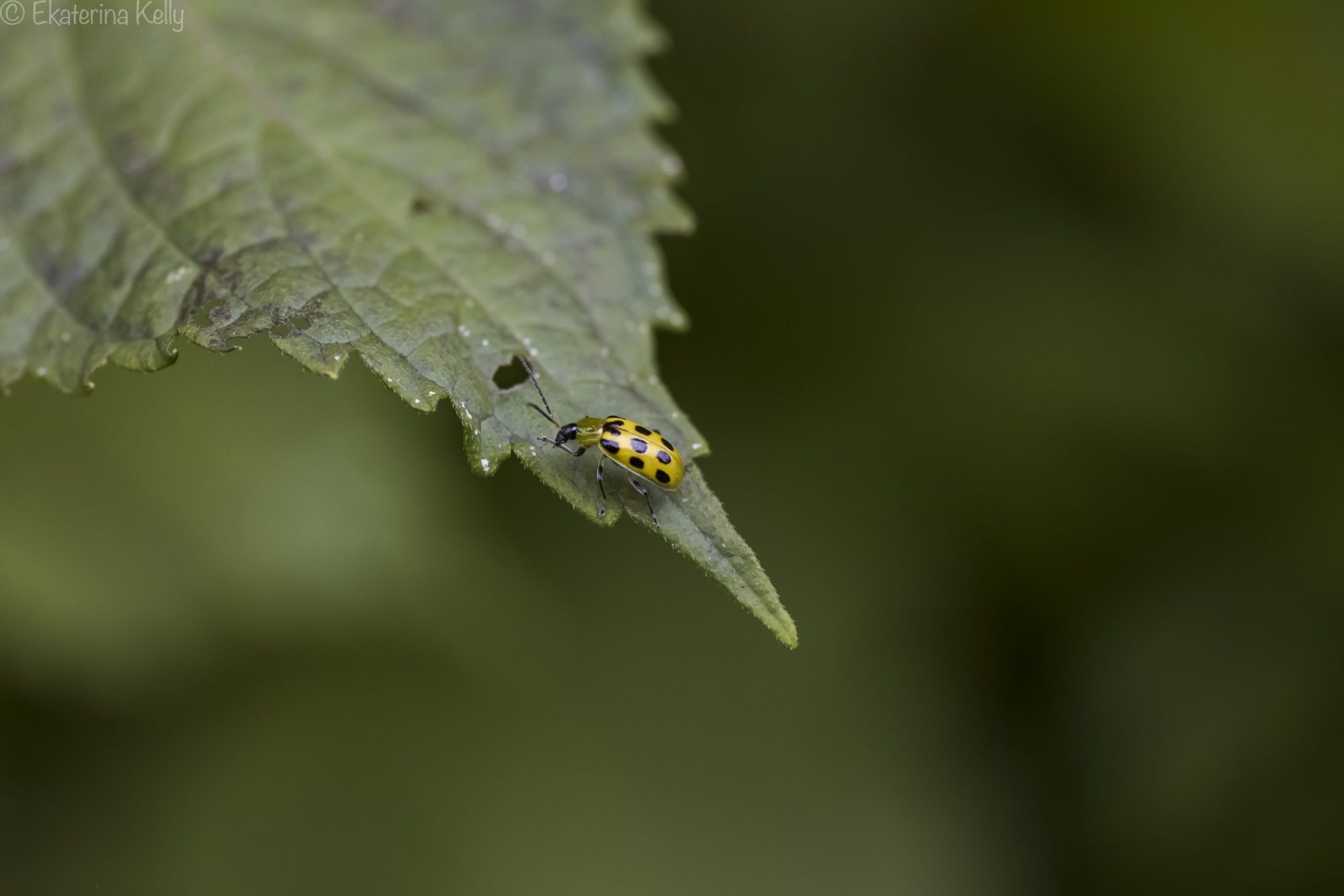 Cucumber Beetle