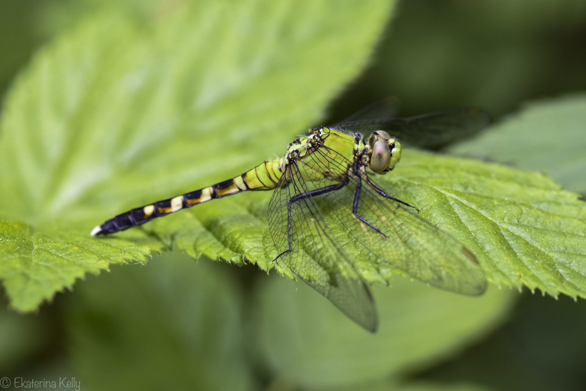 Female Eastern Pondhawk