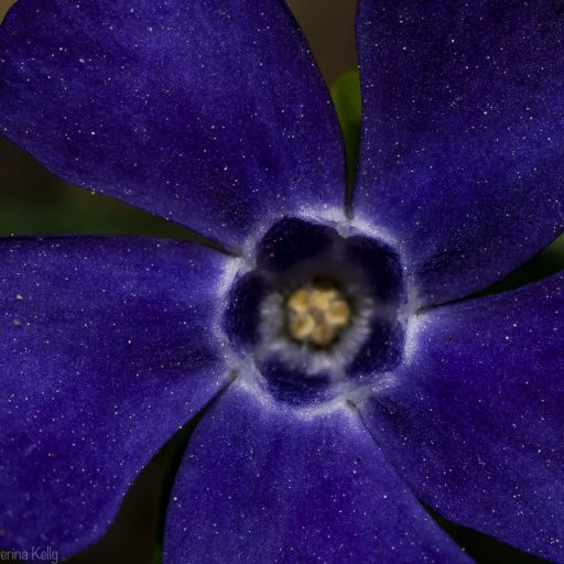 Galaxy Flower